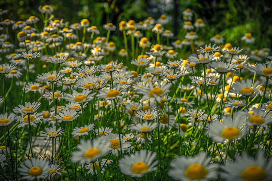 marguerite